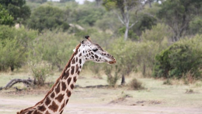 je-libo-exoticka-dovolena-v-tanzanii Exotická Tanzanie