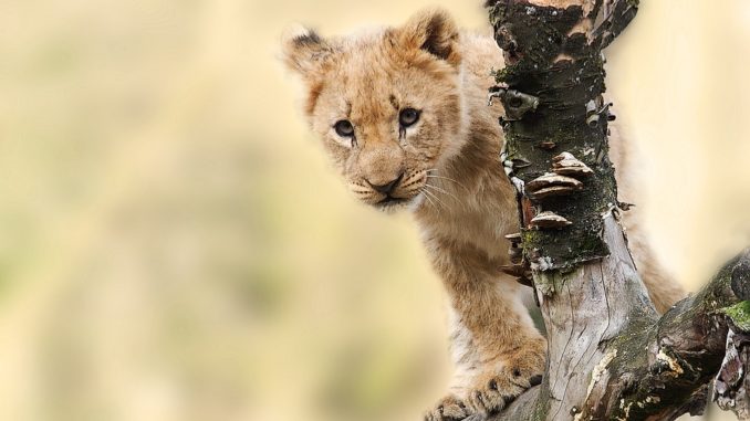tanzanie-vzrusujici-exoticky-svet tanzanie