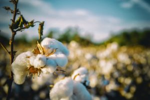 Jak se pěstuje bavlna a jak poznat kvalitní oblečení?